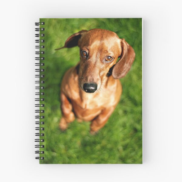 Artikelvorschau, miniature dachshund entworfen und verkauft von spiralsofwhite.