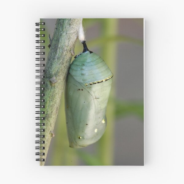 Item preview, Butterfly Chrysalis designed and sold by Claire  Farley.