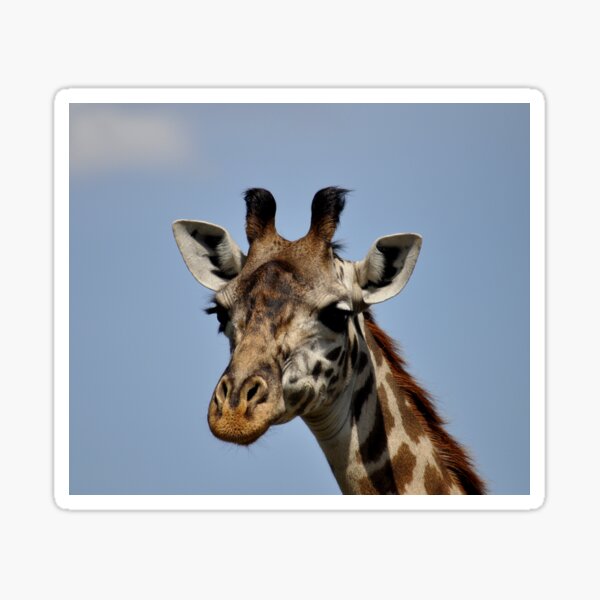 Item preview, giraffe portrait Africa designed and sold by Schoensl.