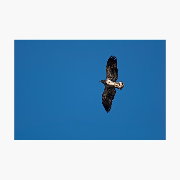 Juvenile Bald Eagle Photographic Print