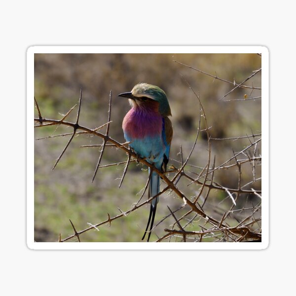 Item preview, Lilac-breasted roller Coracias caudata bird lila blue Africa designed and sold by Schoensl.