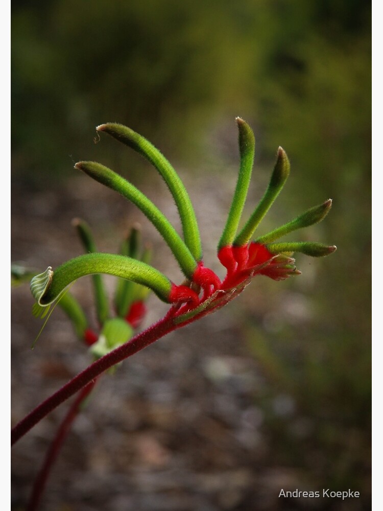 Thumbnail 3 of 3, Journal, Kangaroo Paw designed and sold by mistered.