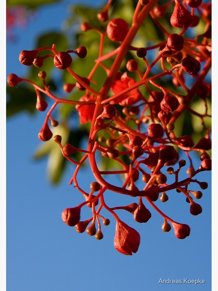 Brachychiton Acerifolius - Flame Tree by mistered