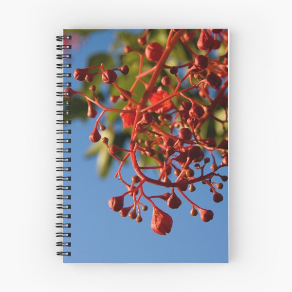 Item preview, Brachychiton Acerifolius - Flame Tree designed and sold by Andreas Koepke.