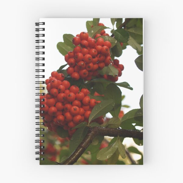 Aperçu de l'œuvre Pyracantha Tige avec des gouttelettes créée et vendue par Anna Lisa Yoder.