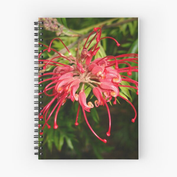 Item preview, Grevillea "Robyn Gordon". designed and sold by StuartR.