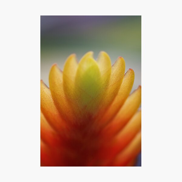 Tropical flower Photographic Print