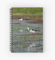 Black-winged Stilt 6 Spiral Notebook