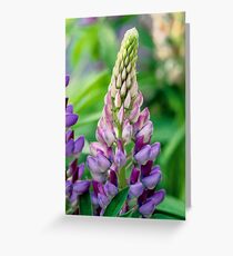 Lupin Flower Greeting Card