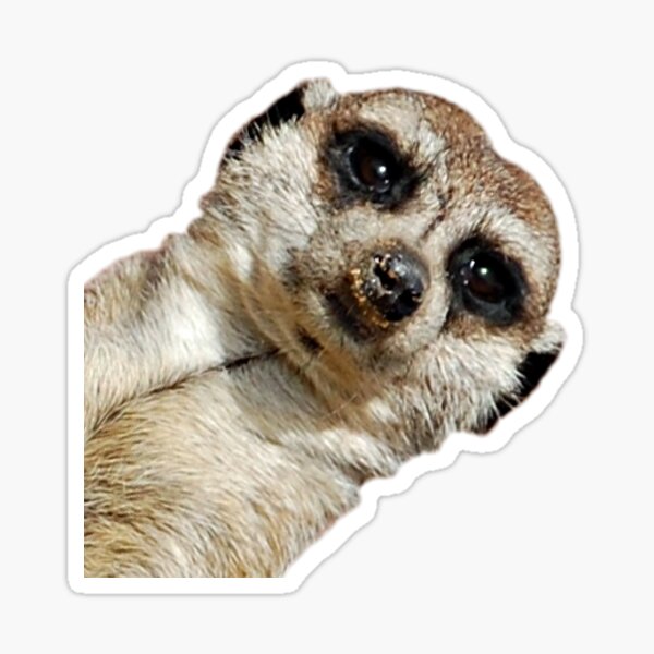 Meerkat Sticker
