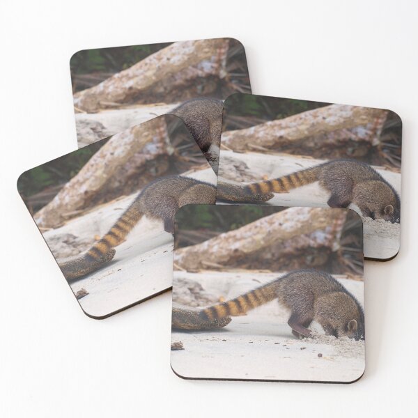 Item preview, Funny wild racoon in Costa Rica - Humour photography designed and sold by Chloé Yzoard.