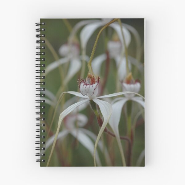 Item preview, Caladenia longicauda ssp. eminens designed and sold by Colin12.