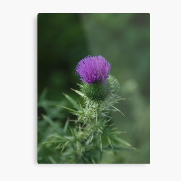 Sydenham Florals 210 Metal Print