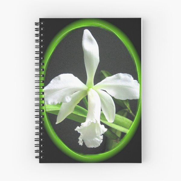 Item preview, RINGED SKINNERI ALBA designed and sold by Ruth Kauffman.