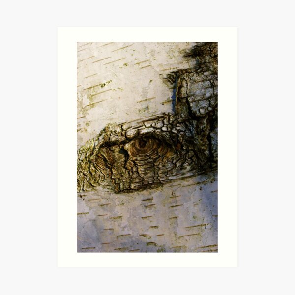 Birch bark eye Art Print