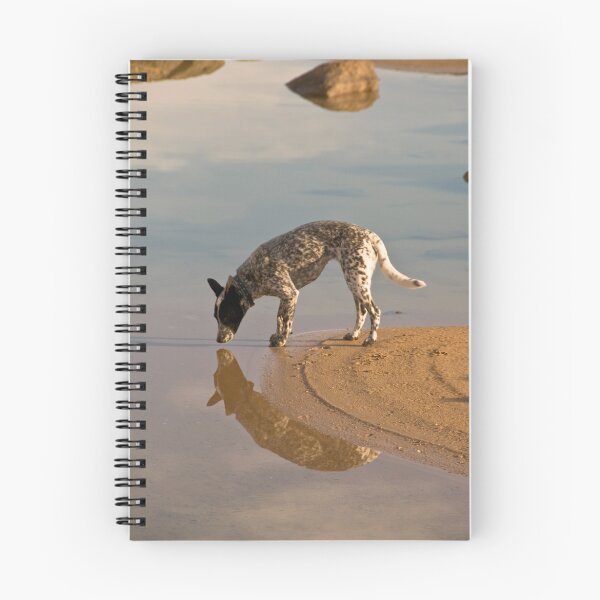 Artikelvorschau, Rinderhund und Reflexion - Südaustralien entworfen und verkauft von Stephen Permezel.