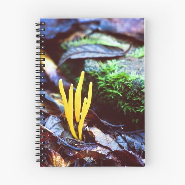 Item preview, Clavaria amoena designed and sold by David Lade.