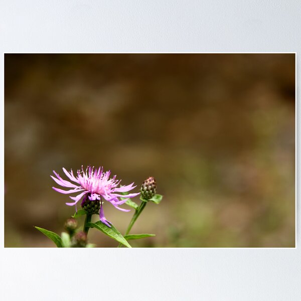 Item preview, Simple Blossom designed and sold by James Prutilpac.