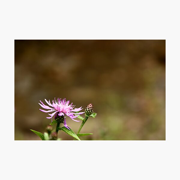 Item preview, Simple Blossom designed and sold by James Prutilpac.
