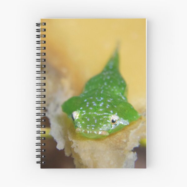 Item preview, Kelp Clingfish. designed and sold by James Peake Nature Photography..