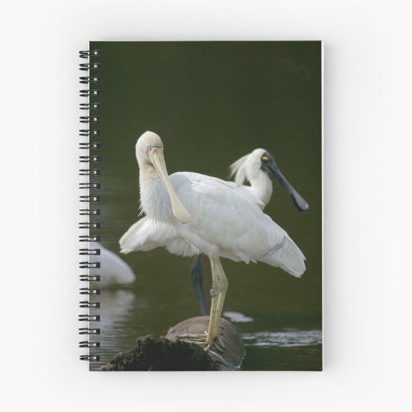 Item preview, Yellow Billed and Royal Spoonbills designed and sold by Lyle McNamara.