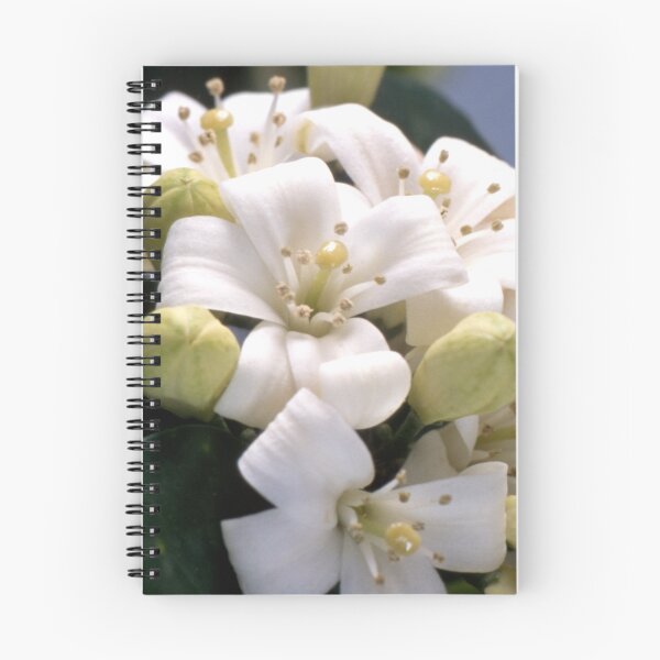 Artikelvorschau, White Blossom entworfen und verkauft von Roger Otto.
