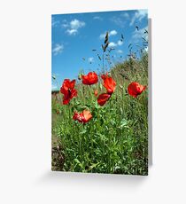 Poppy Greeting Card
