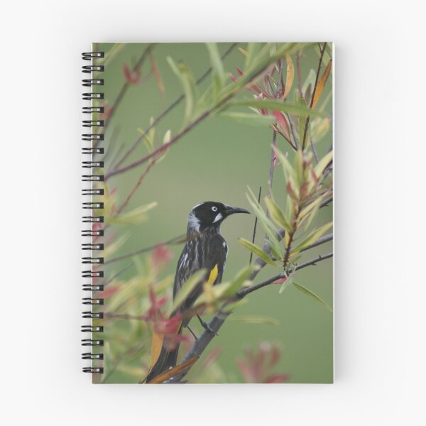 Item preview, New Holland Honey Eater designed and sold by Joy Watson - Natural Light Photography .