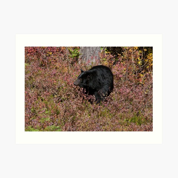 Black Bear on the Forbidden Plateau Art Print