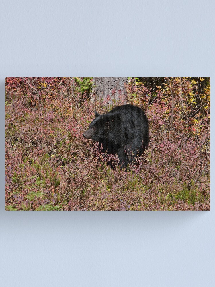 Alternate view of Black Bear on the Forbidden Plateau Canvas Print
