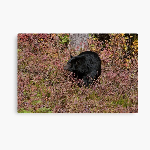 Black Bear on the Forbidden Plateau Canvas Print