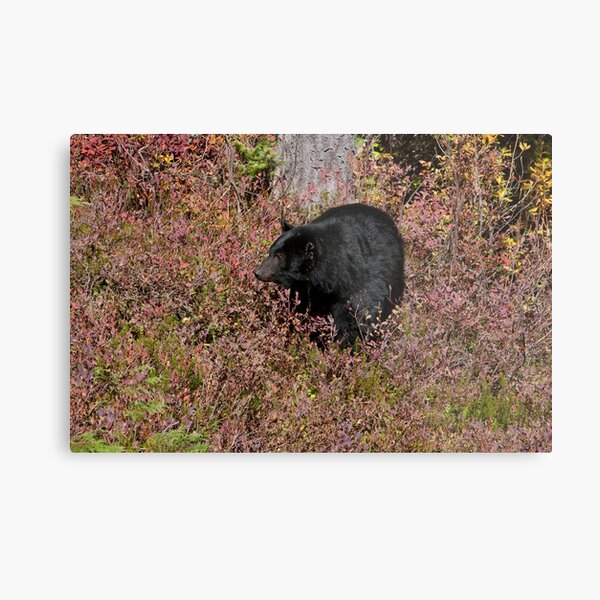 Black Bear on the Forbidden Plateau Metallbild