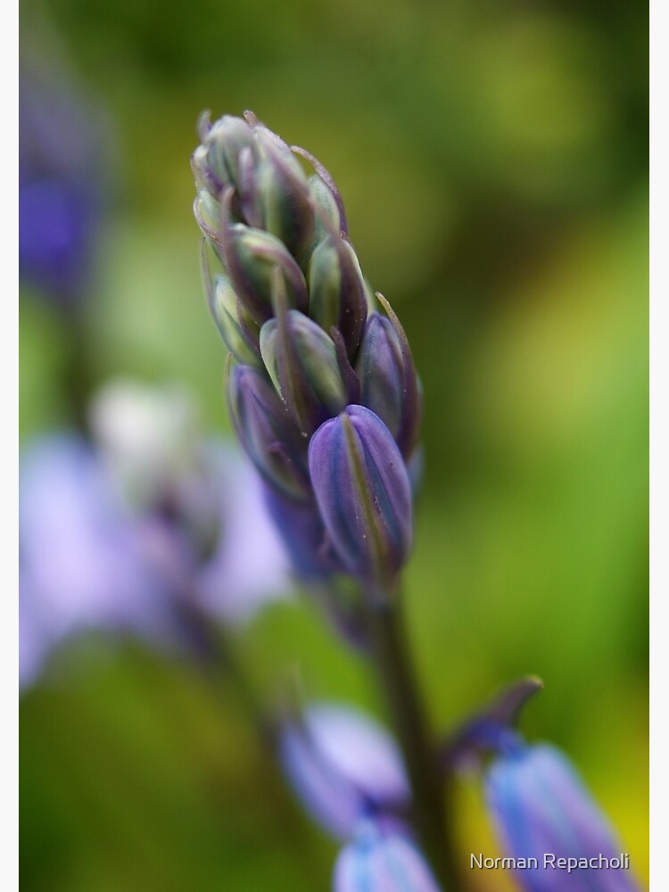 Purple soldier by keystone