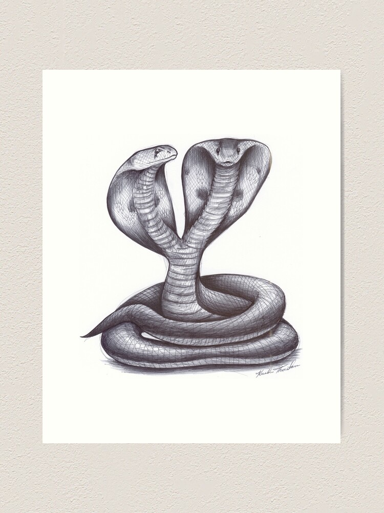 Two-headed King Snake Acrylic Print by Gregory G. Dimijian, M.D.