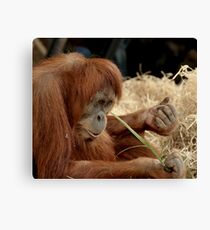 Orangutan Kamil at Melbourne Zoo Canvas Print
