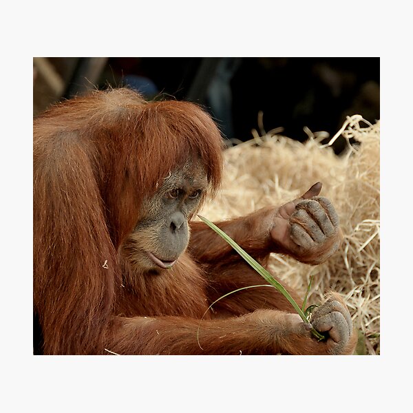 Item preview, Orangutan Kamil at Melbourne Zoo designed and sold by Tom Newman.