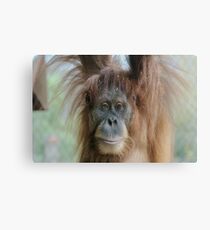 Orang Utan Kamil Canvas Print