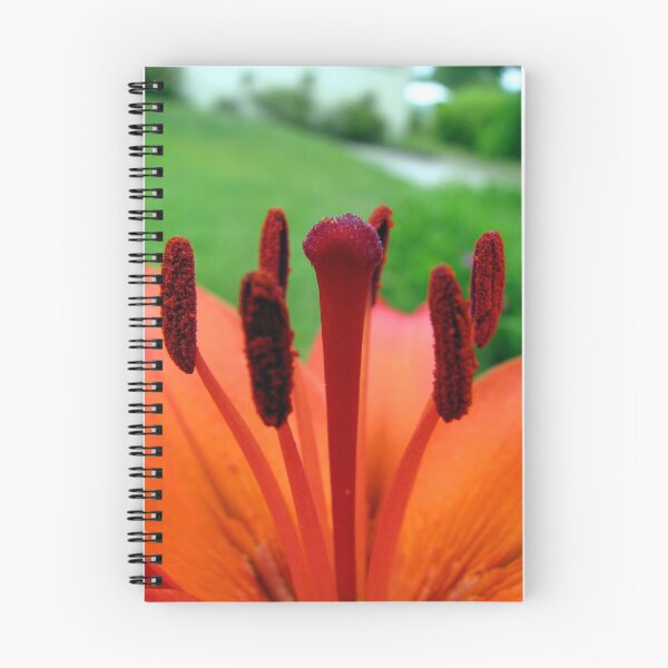 Item preview, Lilium designed and sold by Robert Jenner.
