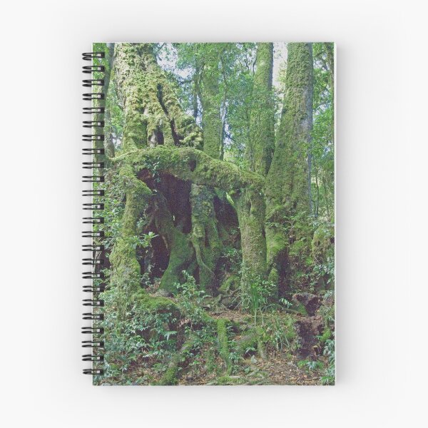 Item preview, Antarctic Beech, Lamington National Park, Queensland, Australia designed and sold by Adrian Paul.