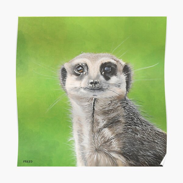 Maurice the Meerkat is the lookout Poster