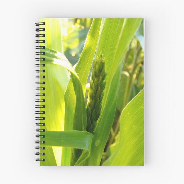 Item preview, spring corn designed and sold by Peta Hurley-Hill.
