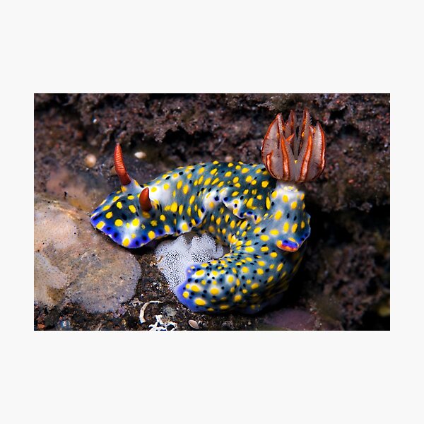 Nudibranch with eggs Photographic Print