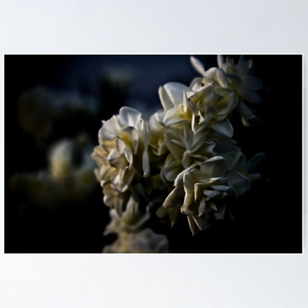 Item preview, White Photography Nature Flowers Blooms Macabre Dark designed and sold by LongbowX.