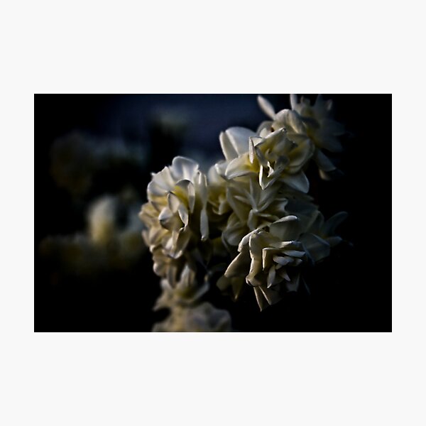 Item preview, White Photography Nature Flowers Blooms Macabre Dark designed and sold by LongbowX.