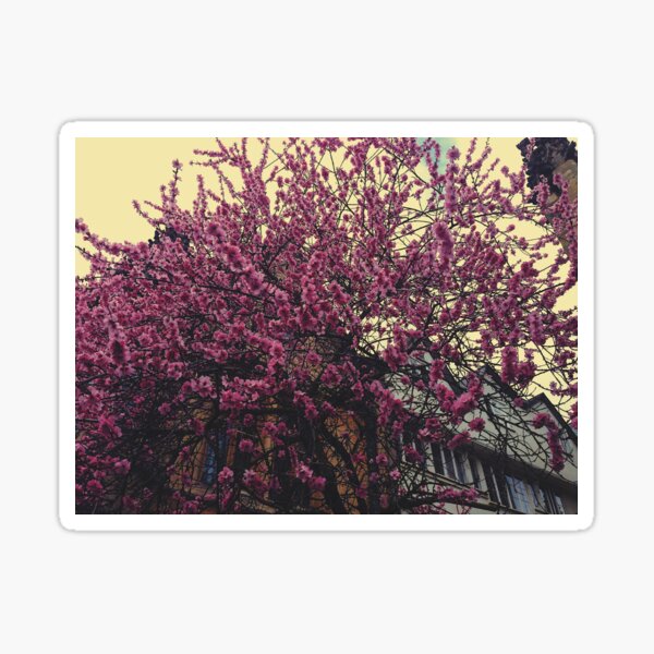 Spring Cherry Blossoms in Oxford, UK Sticker