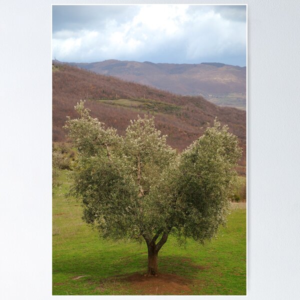 Item preview, Olive Tree, Tuscany  designed and sold by jojobob.