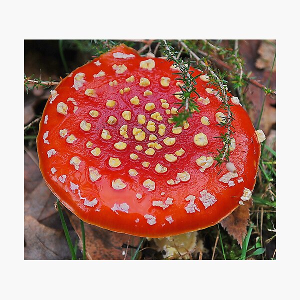Artikelvorschau, Fly Agaric Mushroom entworfen und verkauft von relayer51.