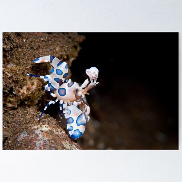 Harlequin shrimp Poster