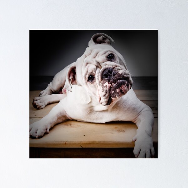 Artikelvorschau, Bulldogge entworfen und verkauft von Carlos Restrepo.
