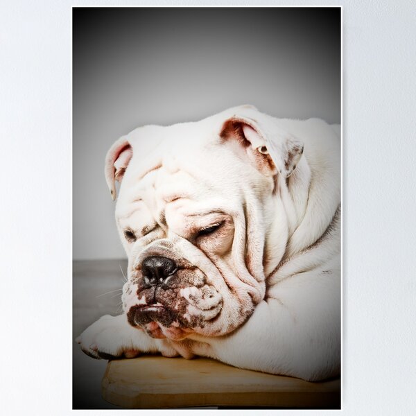 Item preview, English Bulldog designed and sold by Carlos Restrepo.